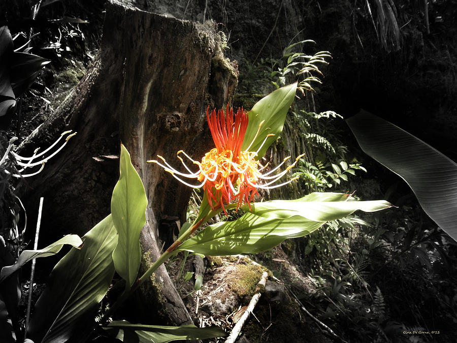 Tropical Flower Photograph by Gina De Gorna