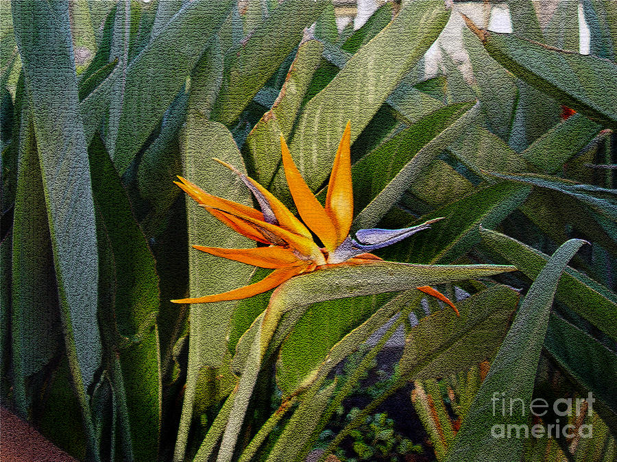 Tropical Flower by Marilyn Marchant Tropical Flower by Marilyn Marchant