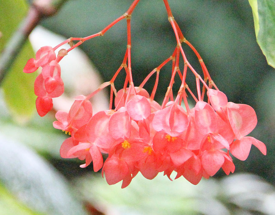 Tropical flowering tree Photograph by Becky Lodes | Fine Art America