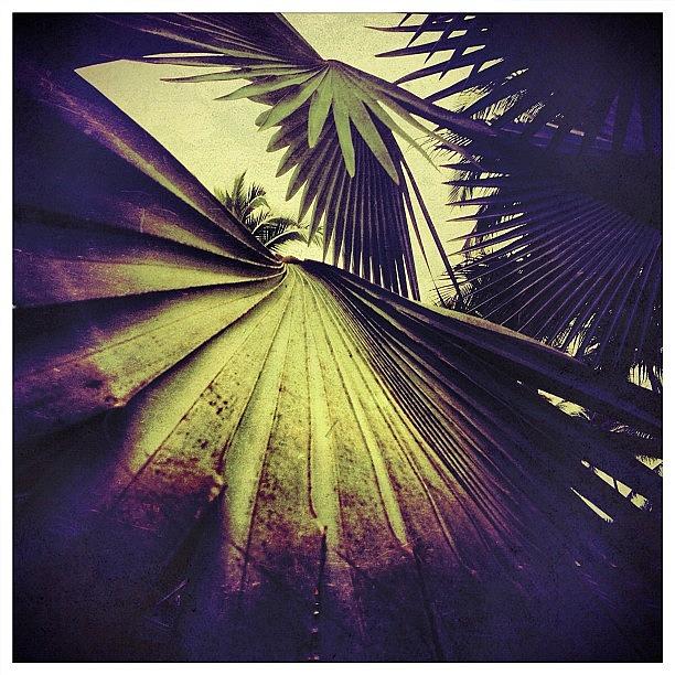 Tree Photograph - Tropical Foliage by Natasha Marco
