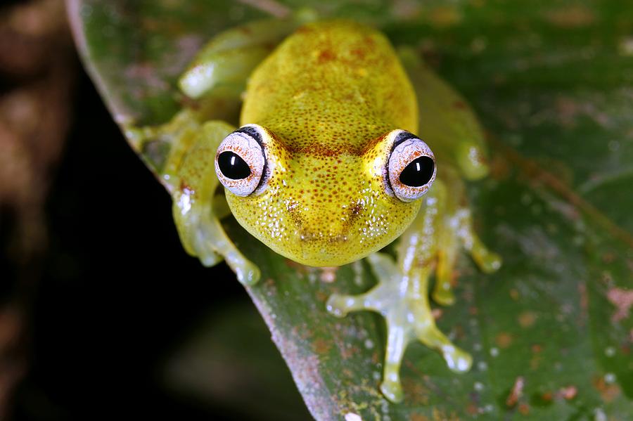 Tropical Frog Photograph by Dr Morley Read - Fine Art America