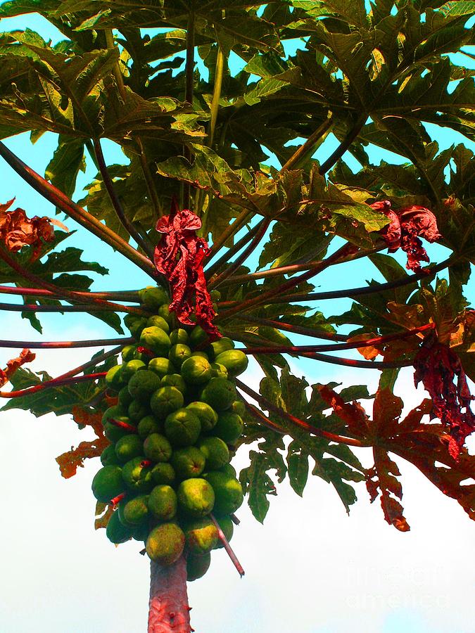 Tropical Fruit Photograph by Louise Peardon