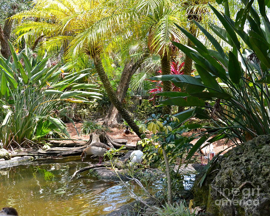 Tropical Garden Photograph by Carol  Bradley