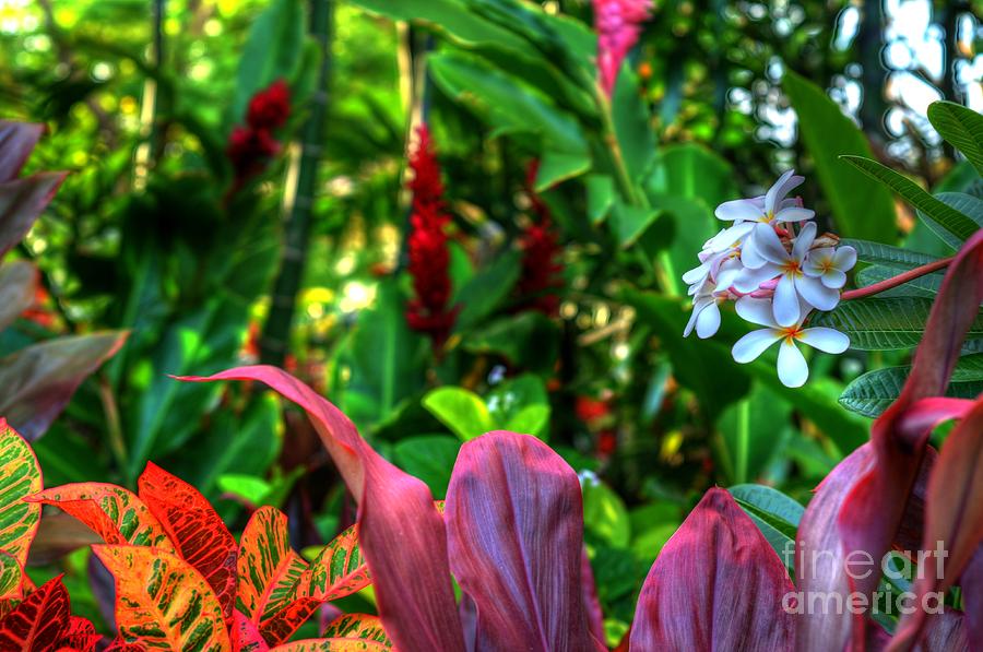 Tropical Garden Photograph by Kelly Wade