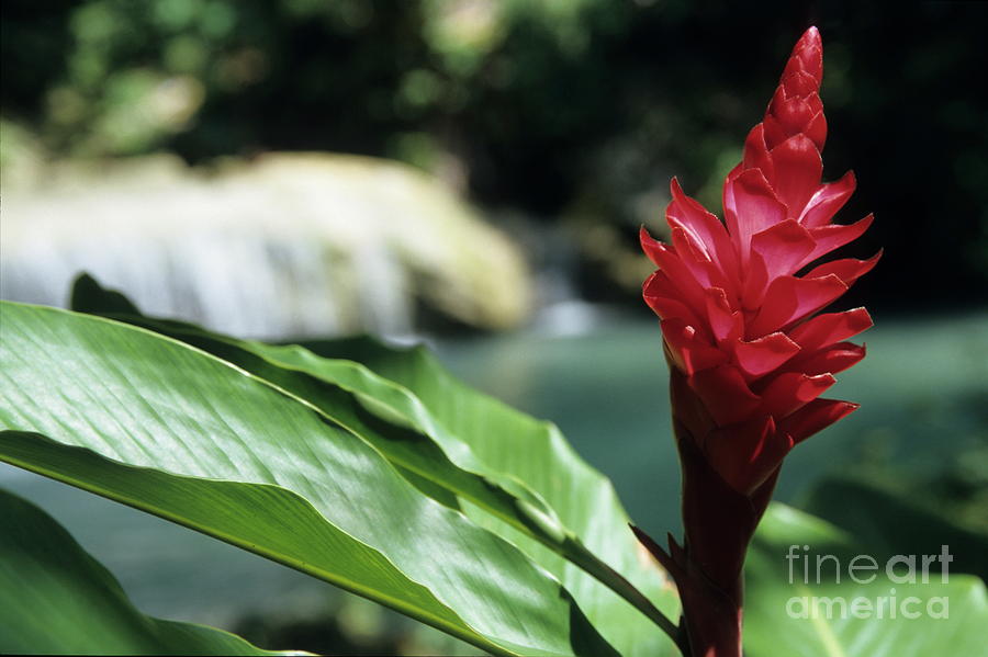 Nature Photograph - Tropical garden red flower by Sami Sarkis