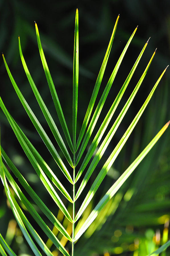Nature Photograph - Tropical Greenery by Peter  McIntosh