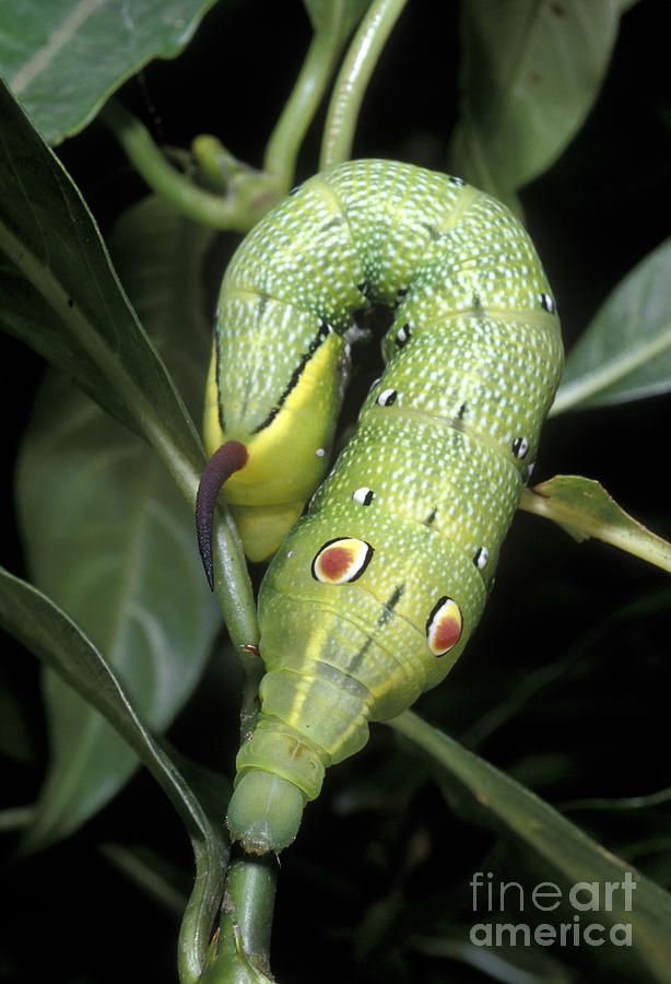 Tropical Hawkmoth Caterpillar Photograph by Greg Dimijian