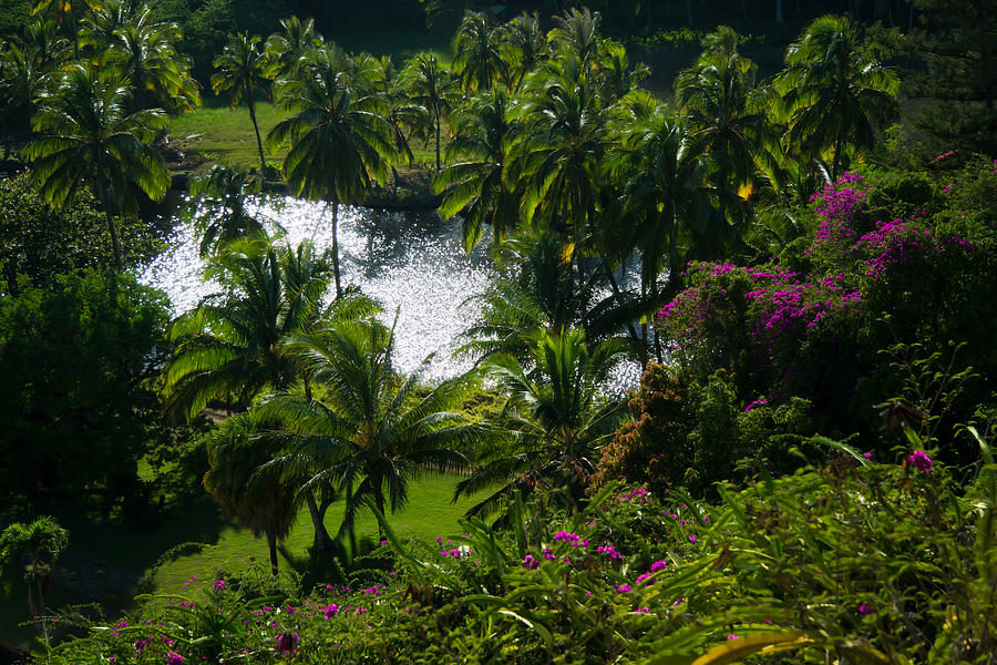 Tropical Hideaway Photograph by Roger Mullenhour