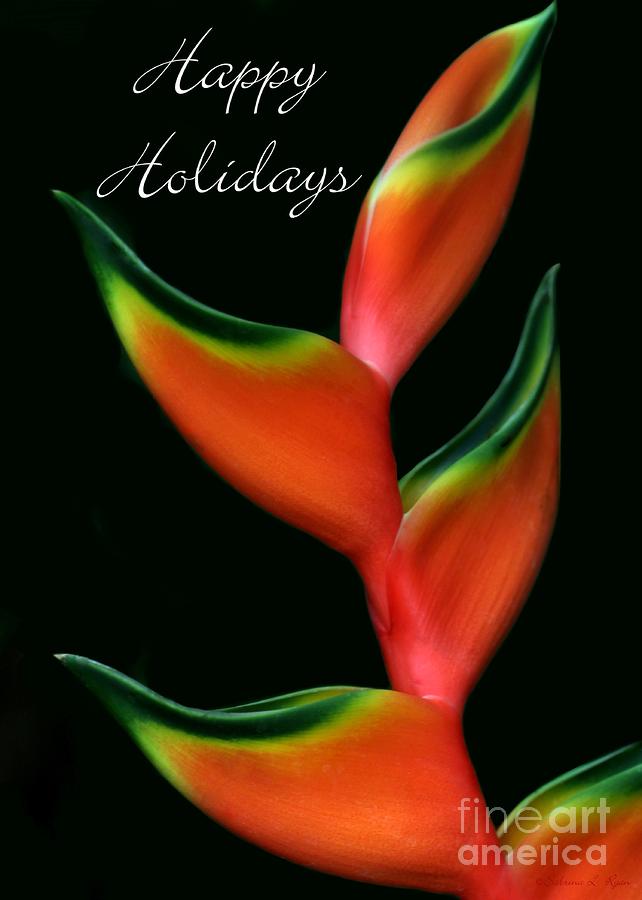 Flower Photograph - Tropical Holiday Card by Sabrina L Ryan