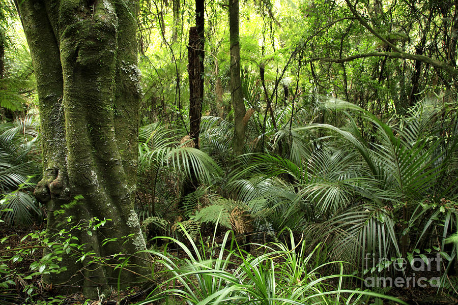 Tropical jungle Photograph by Les Cunliffe