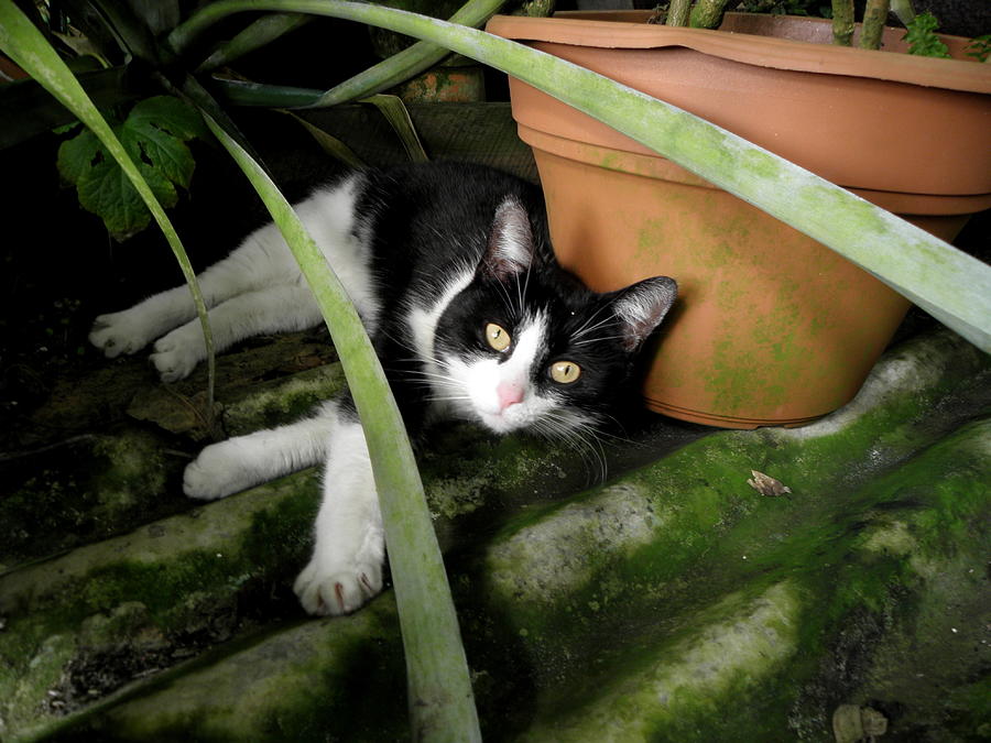 Tropical Kitty  Photograph by Kim Galluzzo Wozniak