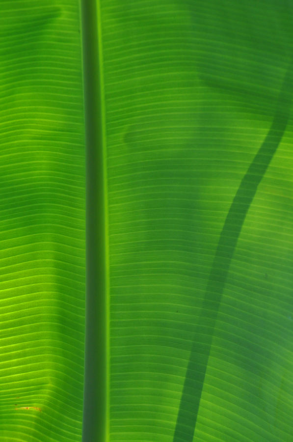 Nature Photograph - Tropical Leaf 3 by Peter  McIntosh