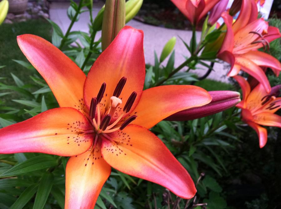 Tropical Lily Photograph by Jessica Beyenhof - Pixels