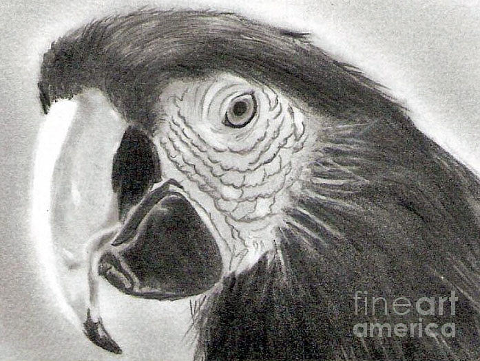 macaw drawing pencil