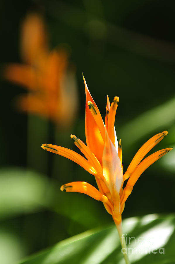 Parrot Photograph - Tropical orange heliconia flower by Elena Elisseeva
