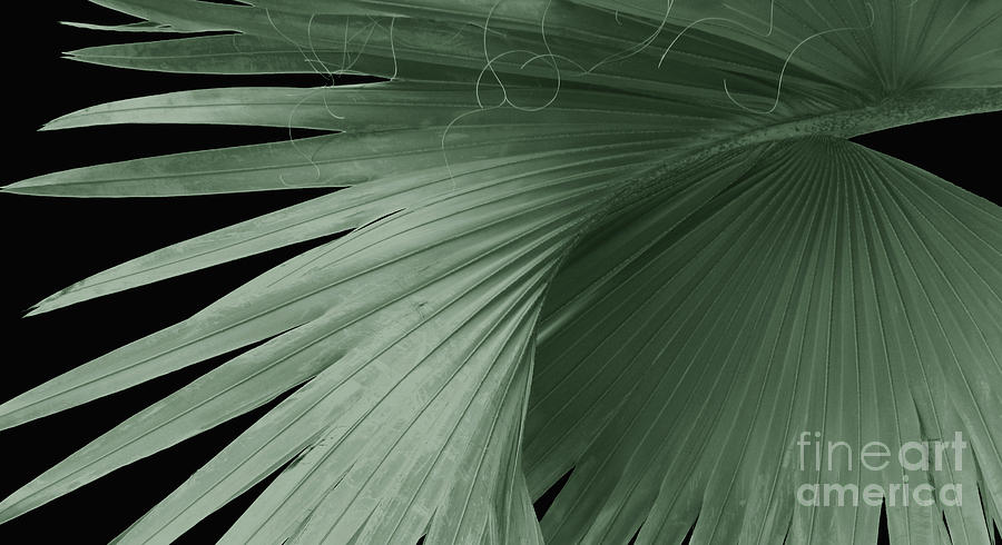 Nature Photograph - Tropical Palm  by Ann Powell