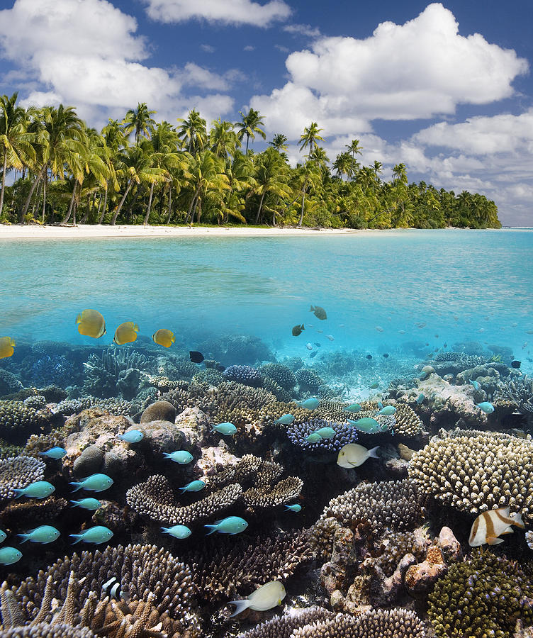 Tropical Paradise - The Maldives Photograph by Steve Allen