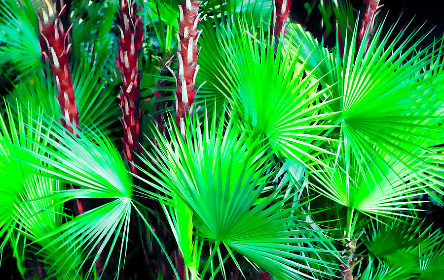Tropical Plants Photograph - Tropical Peacocks by Stephen Warren