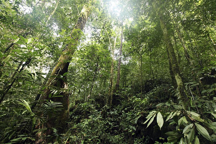 Tropical Rainforest, Borneo Photograph by Robbie Shone - Fine Art America