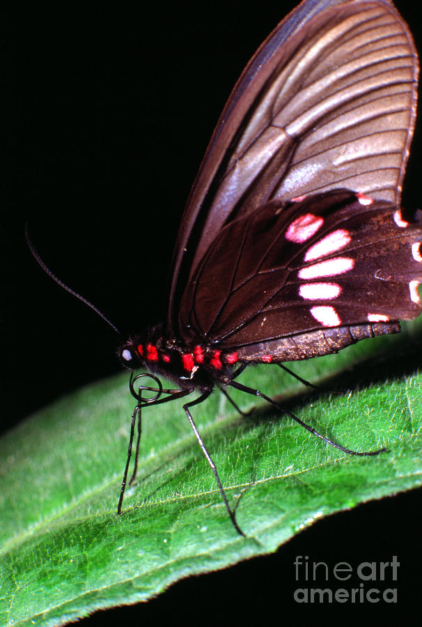 Tropical Rainforest Butterfly Photograph by Thomas R Fletcher