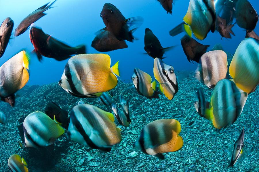 Fish Photograph - Tropical Reef Fish by Matthew Oldfield