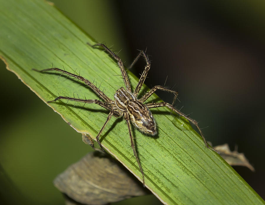 Tropical Spider Photograph by Jean Noren