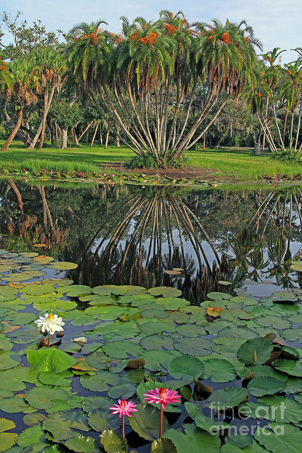 Florida Tropical Splendor Photograph by Larry Nieland