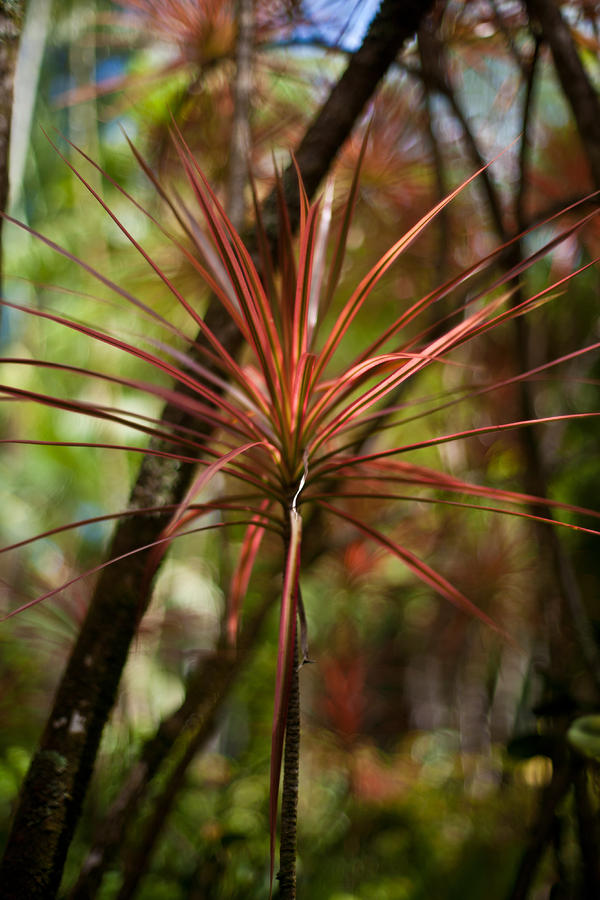 Tropical Photograph - Tropical Star by Mike Reid