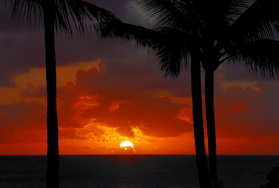 Tropical Sun Photograph by Lynn Bauer