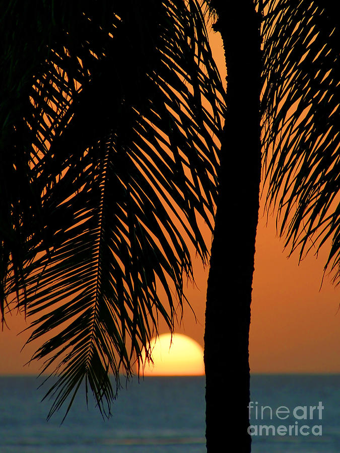 Tropical Sunset Digital Art by Paul Topp