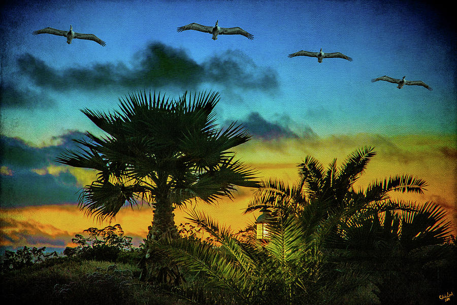 Tropical Sunset With Pelicans Photograph by Chris Lord