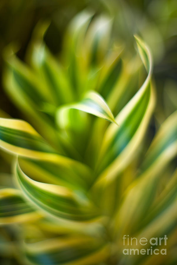 Tropical Plant Photograph - Tropical Swirl by Mike Reid