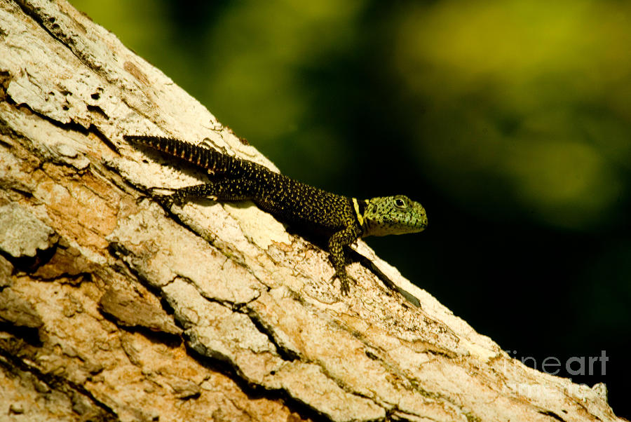 Tropical Thornytail Iguana Photograph by Dant Fenolio