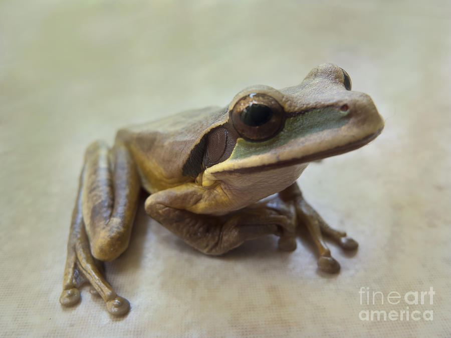 Tropical Tree Frog II Photograph by Heiko Koehrer-Wagner