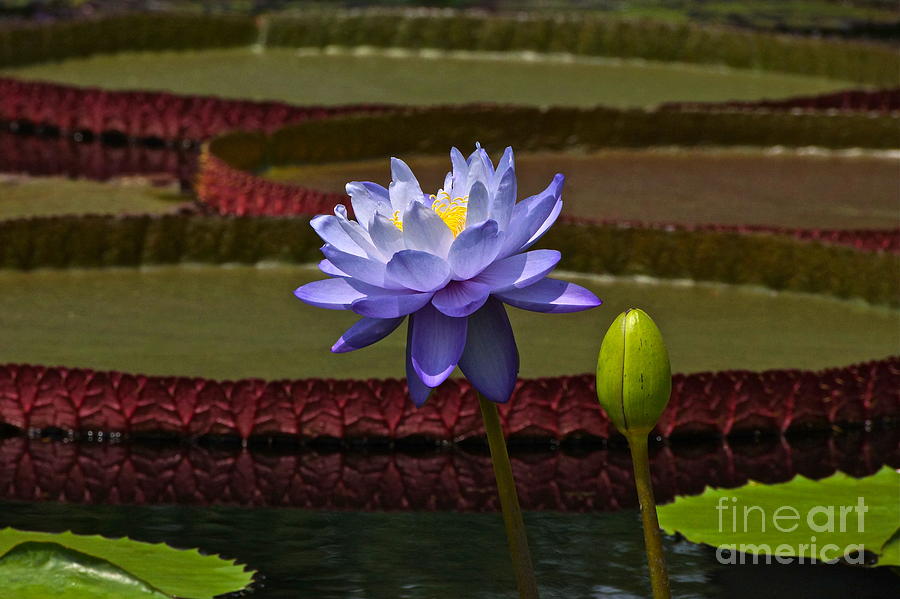 Tropical Water Lilies Photograph by Byron Varvarigos