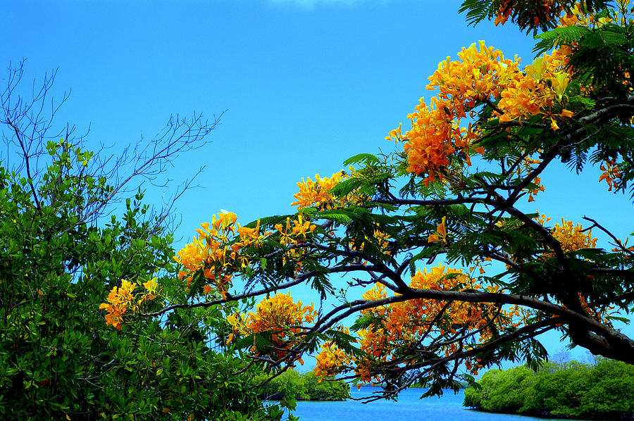 Tree Photograph - Tropics by Mauricio Jimenez
