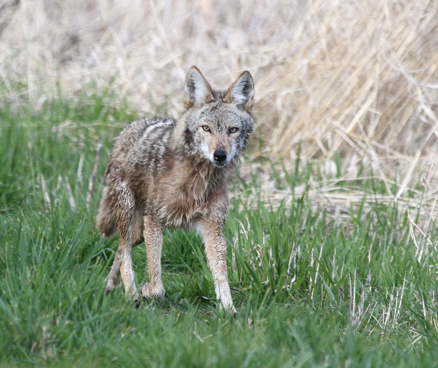 Trotting Coyote Photograph by Angie Vogel