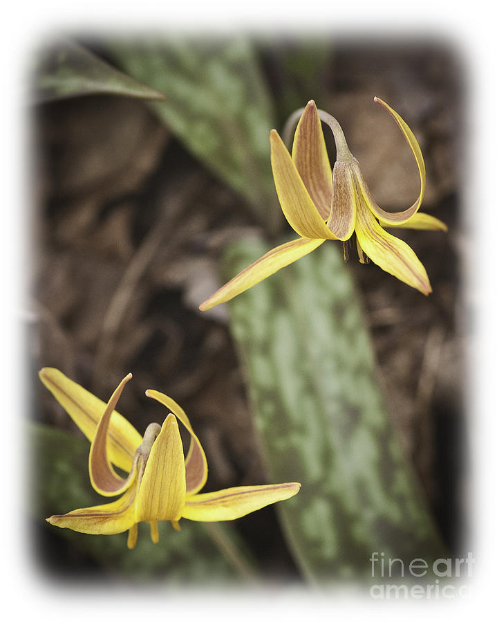 Trout Lily Photograph by David Waldrop