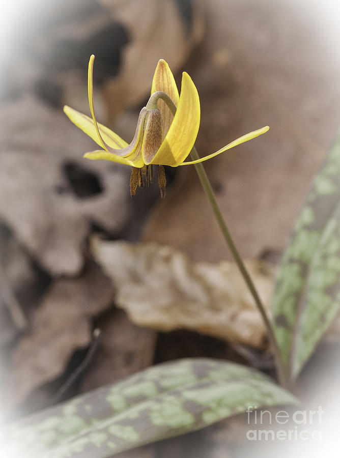 Trout Lily II Photograph by David Waldrop
