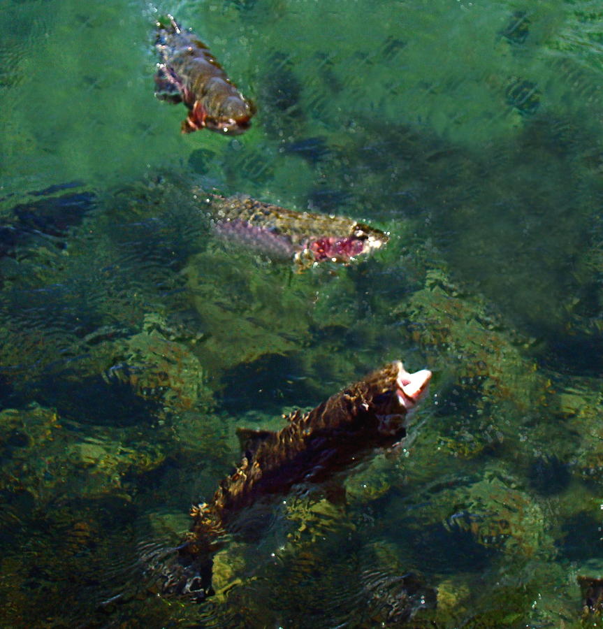 Trout Photograph - Trout Rising to Feed by Nick Kloepping