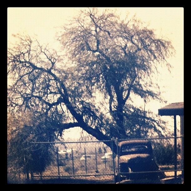 Truck Photograph - #truck #old #desert #tree by Jennifer OHarra