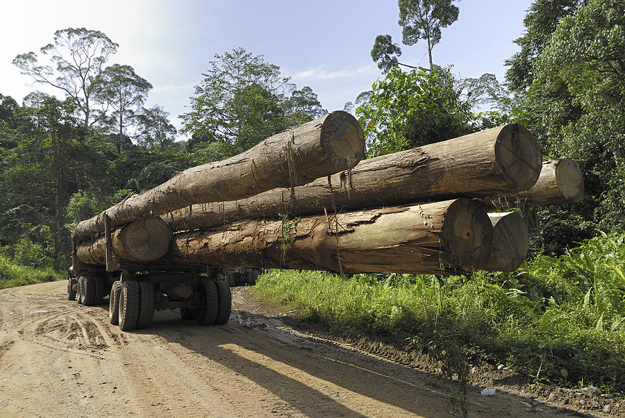 Truck With Timber From A Logging Area Photograph by Thomas Marent