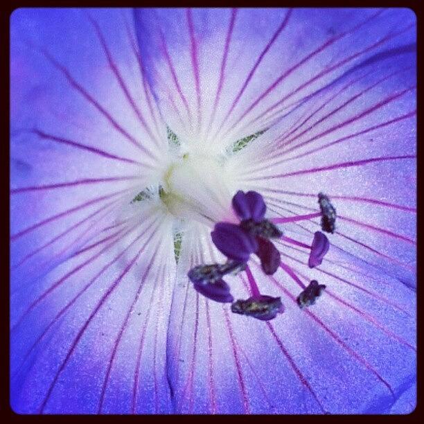 Flower Photograph - True Blue by Esther Huinink 