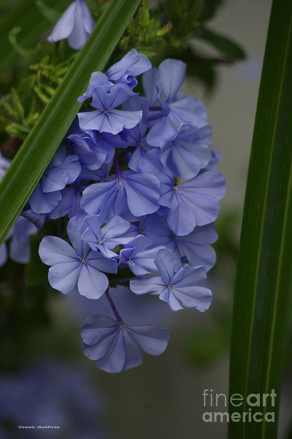 Flower Photograph - True blue by Tannis  Baldwin