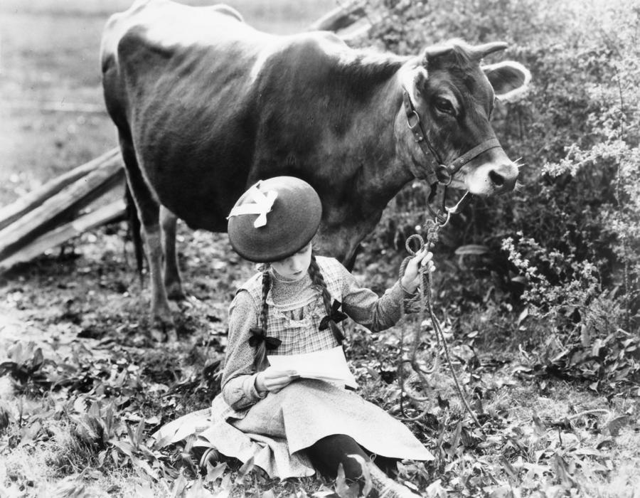 Cow Photograph - True Heart Susie, 1919 by Granger