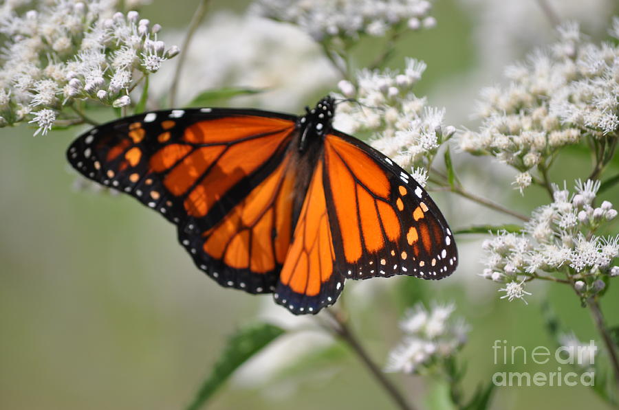 Truly A Monarch  Photograph by Jim Simak
