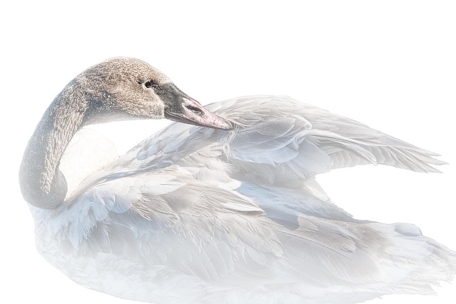 Trumpeter Cygnet Swan on White Background No.013 Photograph by Randall Nyhof