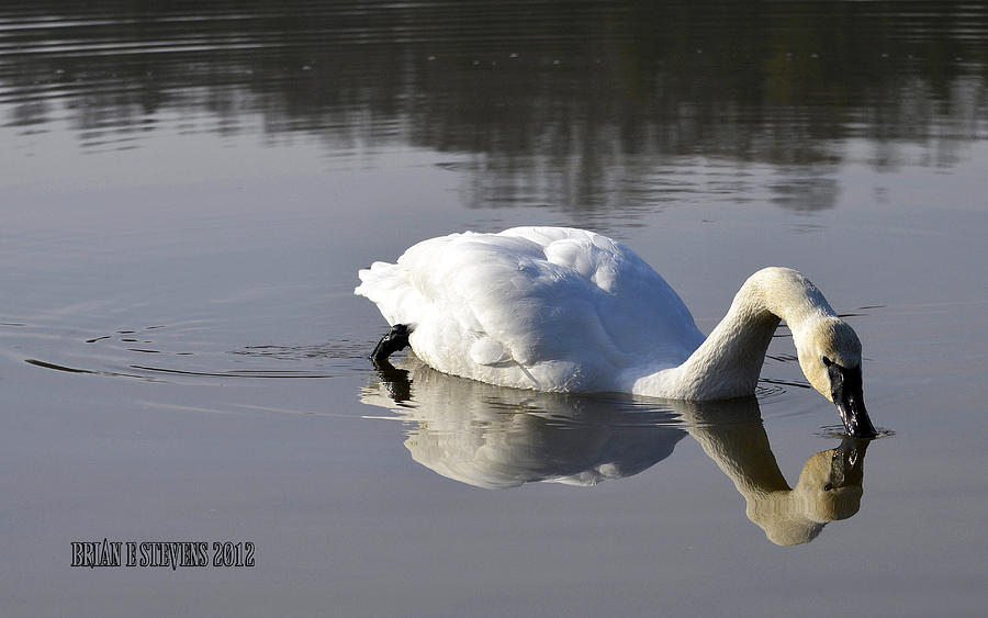 Trumpeter Swan Photograph by Brian Stevens