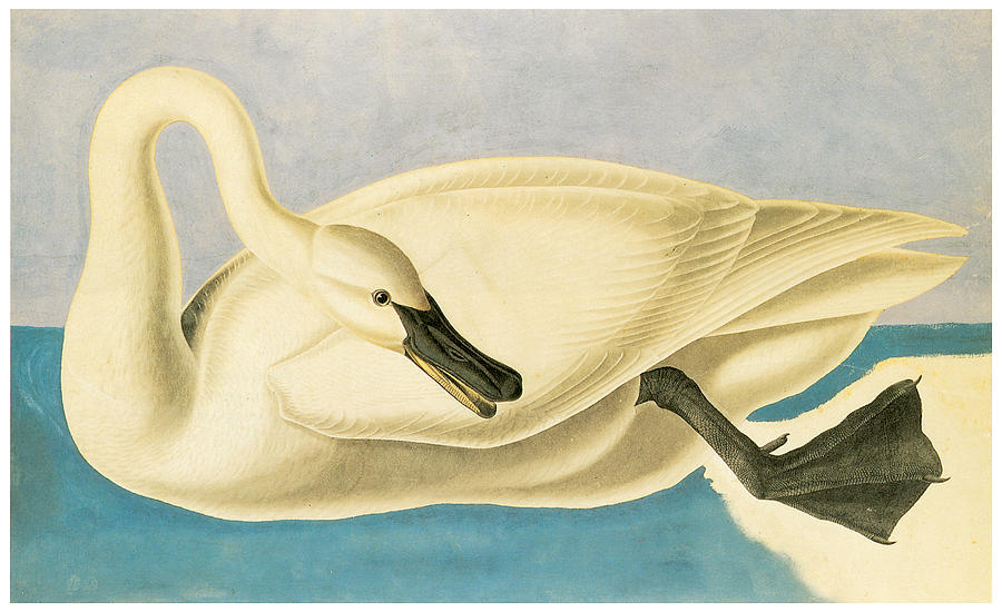 John James Audubon Painting - Trumpeter Swan by John James Audubon