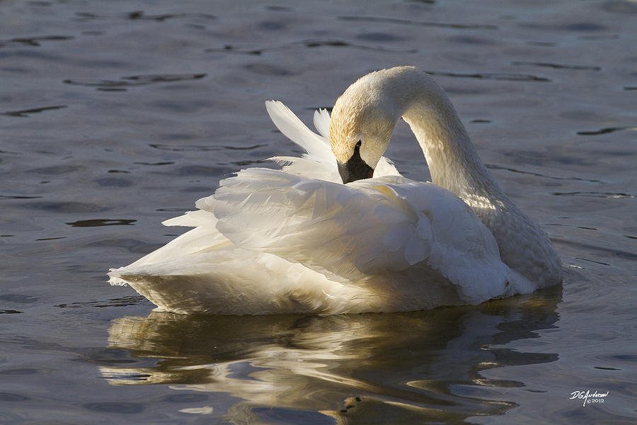 Trumpeter Swan preening Photograph by Don Anderson